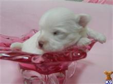 maltese puppy posted by Elegant Babies